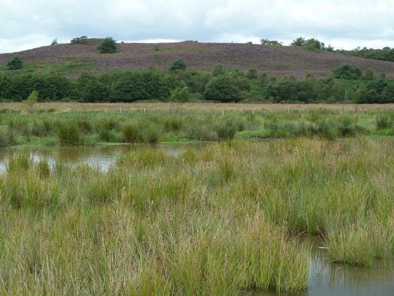 Heathland and mire restoration at Tadnoll & Winfrith nature reserves