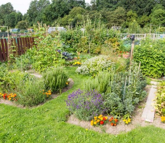 Plots Available at Weymouth’s Allotments