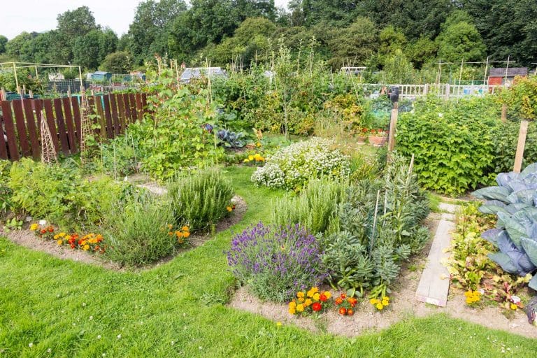 Plots Available at Weymouth’s Allotments
