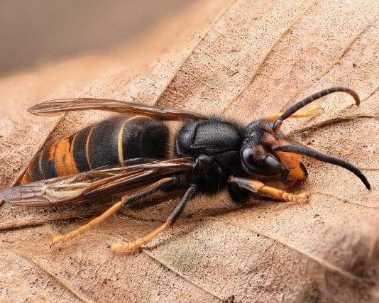 Keep a look out for the Asian Hornet