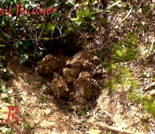 Between pro Badger cull, pro hunt MP Oliver Letwin in West Dorset and Richard Drax in South Dorset, our wildlife really is fighting for its life