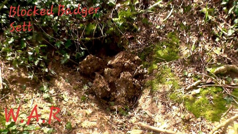 Between pro Badger cull, pro hunt MP Oliver Letwin in West Dorset and Richard Drax in South Dorset, our wildlife really is fighting for its life