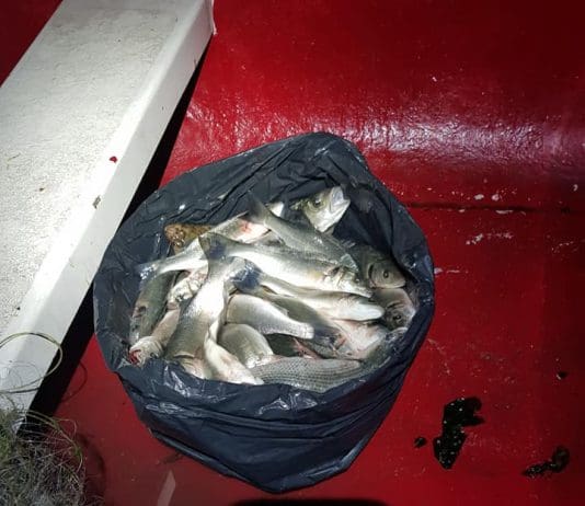 Poole: local restaurant owners exposed fishing Bass illegally