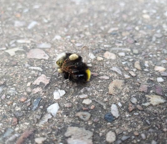 Get Dorset Buzzing reaches 4,000 pledges and needs more help