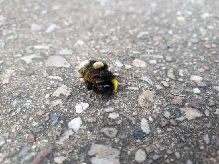 Get Dorset Buzzing reaches 4,000 pledges and needs more help