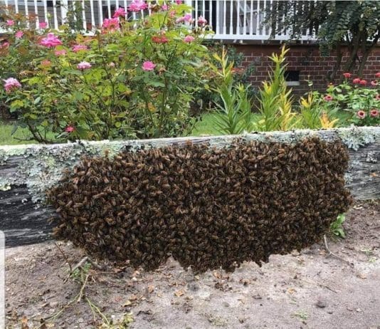 It’s swarm season!