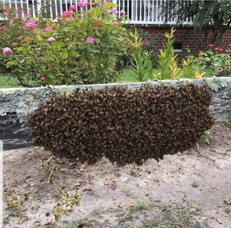It’s swarm season!