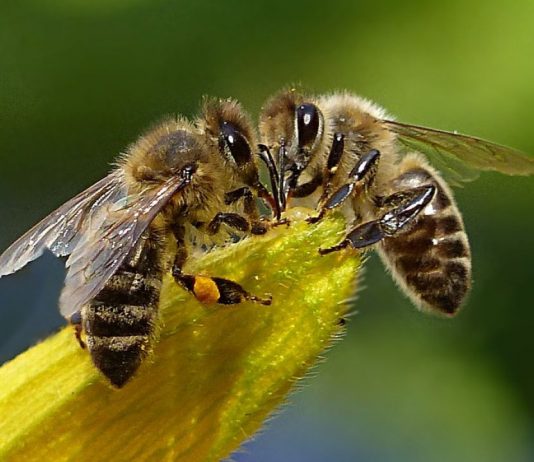 The male bee and the orgasm