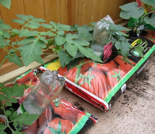 Used plastic bottles as plant feeders