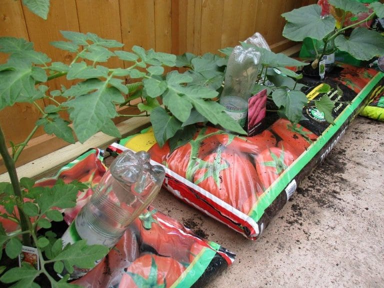 Used plastic bottles as plant feeders