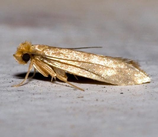 Clothes moths have invaded a large part of the West Country and sales of wool and wool-mix carpets have collapsed