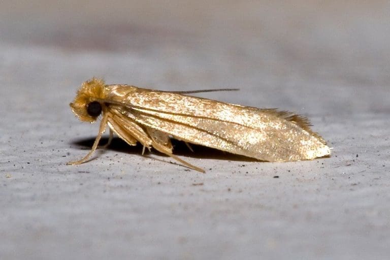 Clothes moths have invaded a large part of the West Country and sales of wool and wool-mix carpets have collapsed