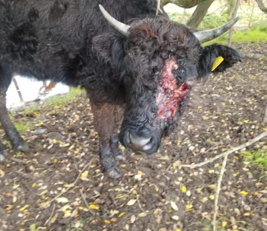 Cow put to sleep following vicious dog attack