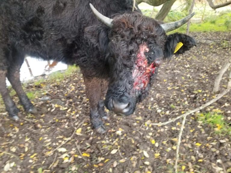 Cow put to sleep following vicious dog attack