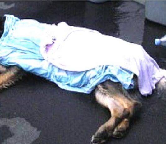 Dog walkers: Get some exercise