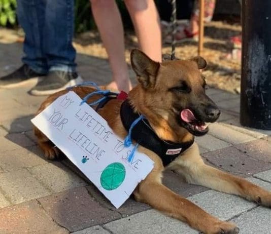 CLIMATE EMERGENCY – XR URGES DORSET COUNCIL TO ACT NOW