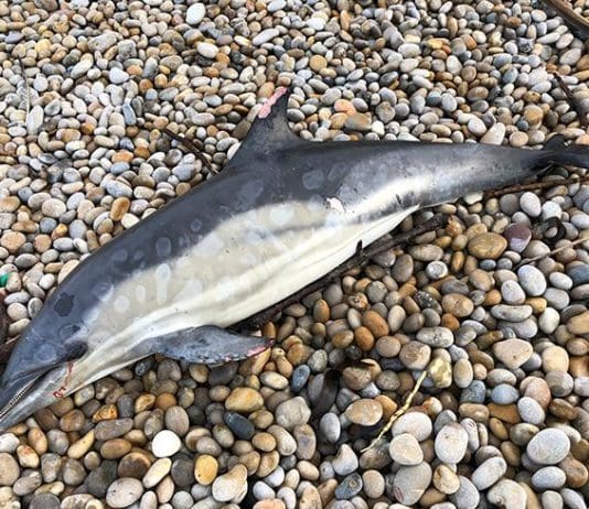 Dead dolphins & porpoises washed up on Dorset beaches