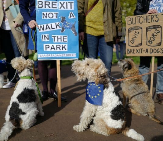 ‘The government are more interested in dog whistling on immigration…’