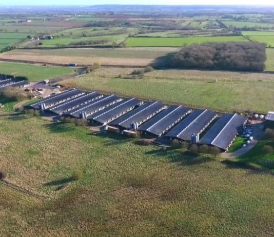 Shocking Drone Footage of UK Factory Farms