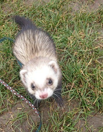Please return our ferret