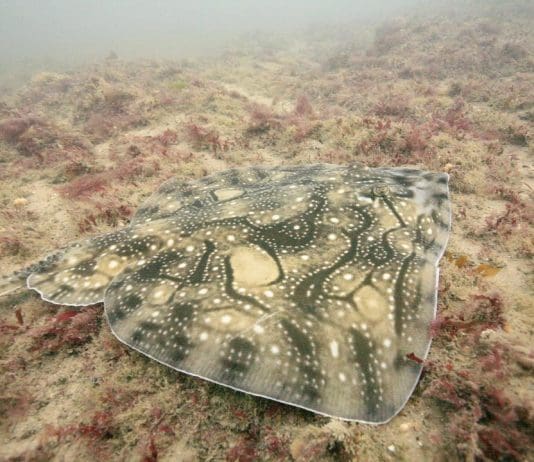 Oil rig is an unacceptable risk for Poole Bay