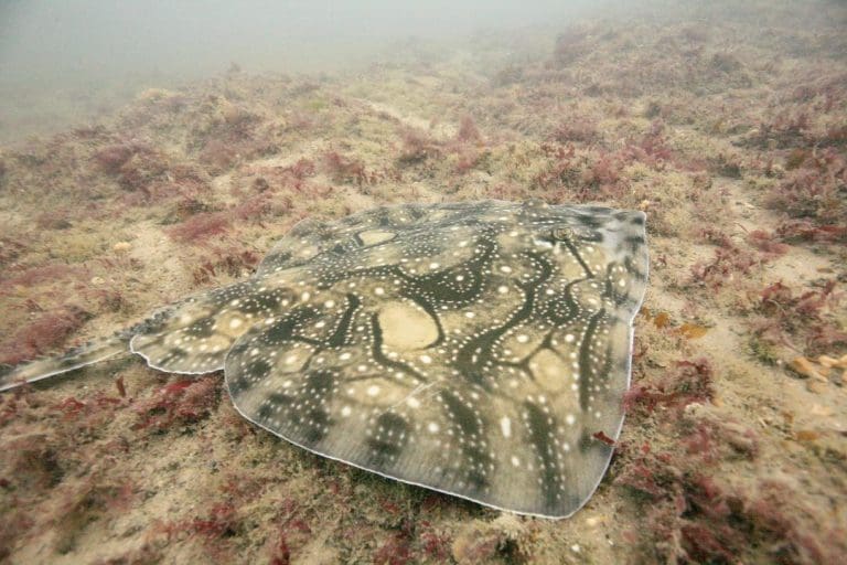 Oil rig is an unacceptable risk for Poole Bay