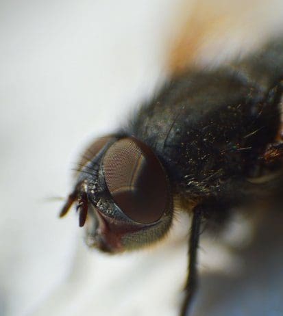 Treatment of the River Stour will take place shortly to prevent an infestation of the Blandford Fly