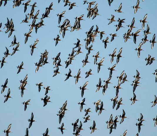 Record numbers of black-tailed godwit spotted on Brownsea Island Lagoon