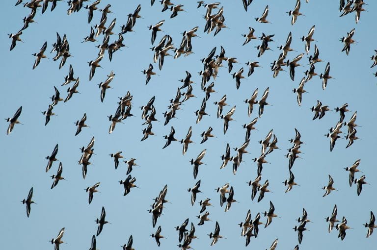 Record numbers of black-tailed godwit spotted on Brownsea Island Lagoon