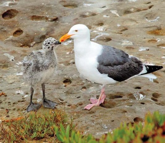 Ban on feeding gulls