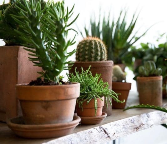 Incorporating Plants and Flowers into Your Home Decor