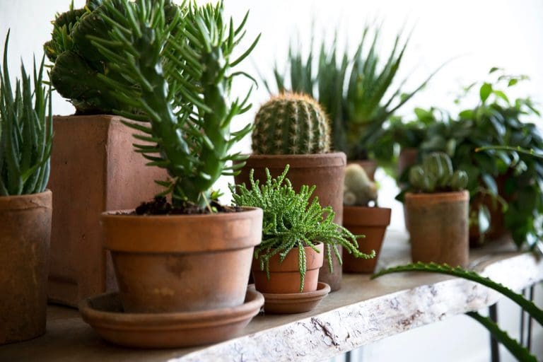 Incorporating Plants and Flowers into Your Home Decor