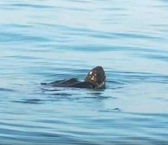 Rare Leatherback turtle sighting near Portland