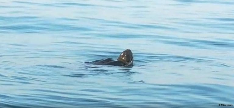 Rare Leatherback turtle sighting near Portland