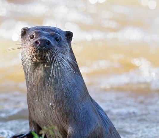 Somerset man jailed for killing an otter near Dorchester