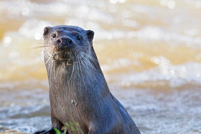 Somerset man jailed for killing an otter near Dorchester