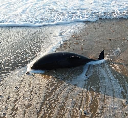Recent Dead Marine Strandings – We Need Your Help!