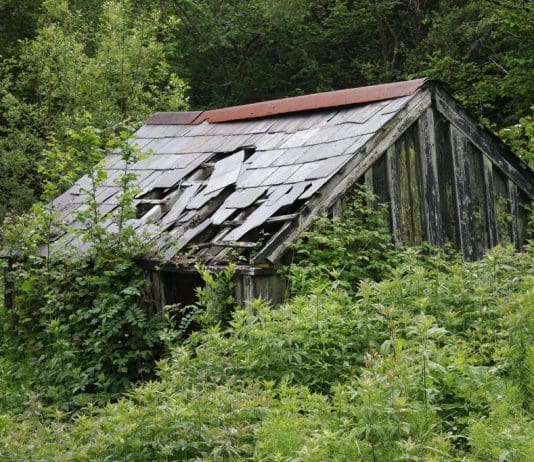 Arson at Powerstock Common Nature Reserve