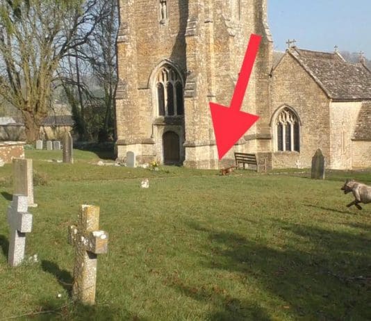 Hunt chases pregnant fox into the local church but its not news