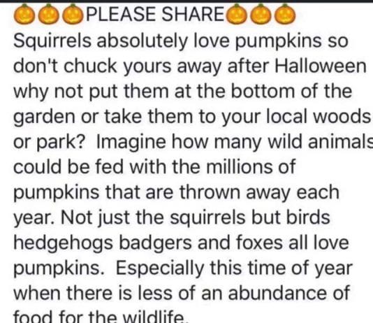 Please do not chuck your pumpkins away. Nature needs them