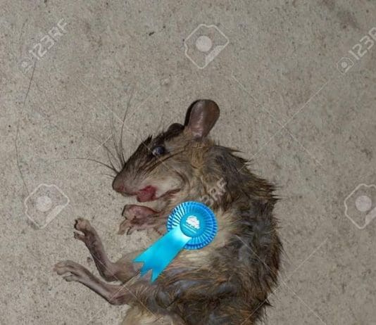 Memes of the Week 29/11/19