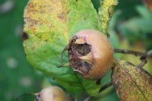 Meddle with a Medlar! By My Garden Coach – Marie McLeish
