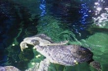 Christmas Dinner Delights for Green Sea Turtles at Sea Life