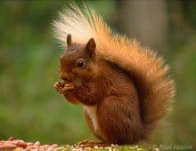 Adoptions needed for threatened red squirrels