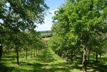 Ali’s Foodie Column: Honey and Cider Tasting at Twinways Orchard