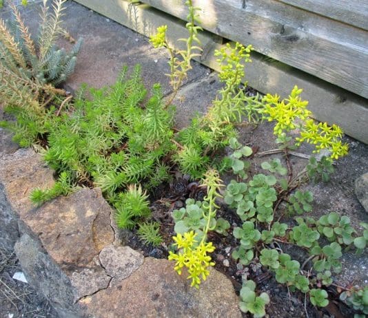What to plant for a bit of colour in these hot dry conditions?