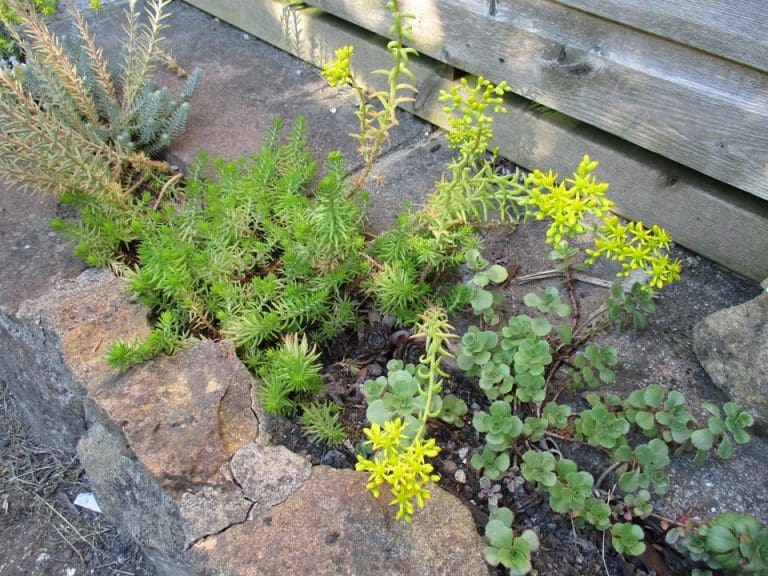 What to plant for a bit of colour in these hot dry conditions?