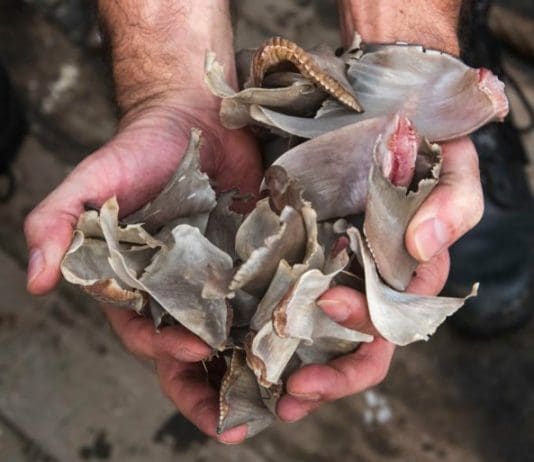 REVEALED – Tonnes of shark fins exported from Britain every year