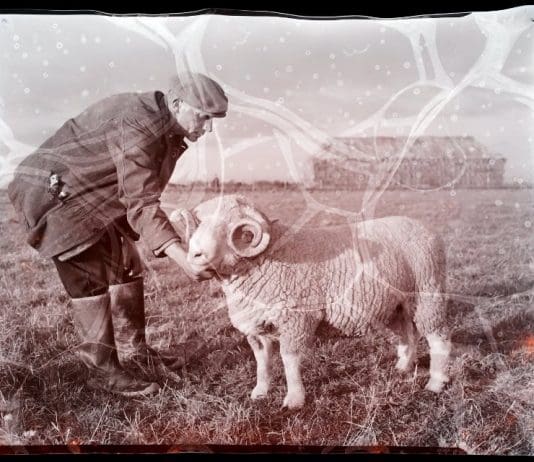 Sheep, cider and forestry: talk on 26 April