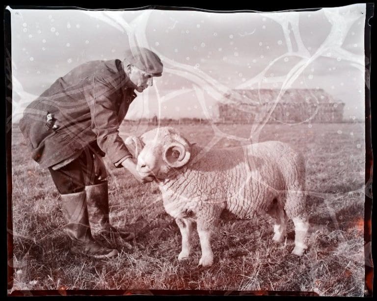 Sheep, cider and forestry: talk on 26 April